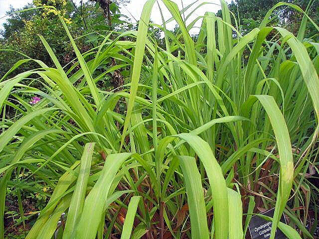 Lemongrass is generally easy to grow in many parts of Florida.Photo by David J. Stang [CC BY-SA 4.0 (https://creativecommons.org/licenses/by-sa/4.0)]