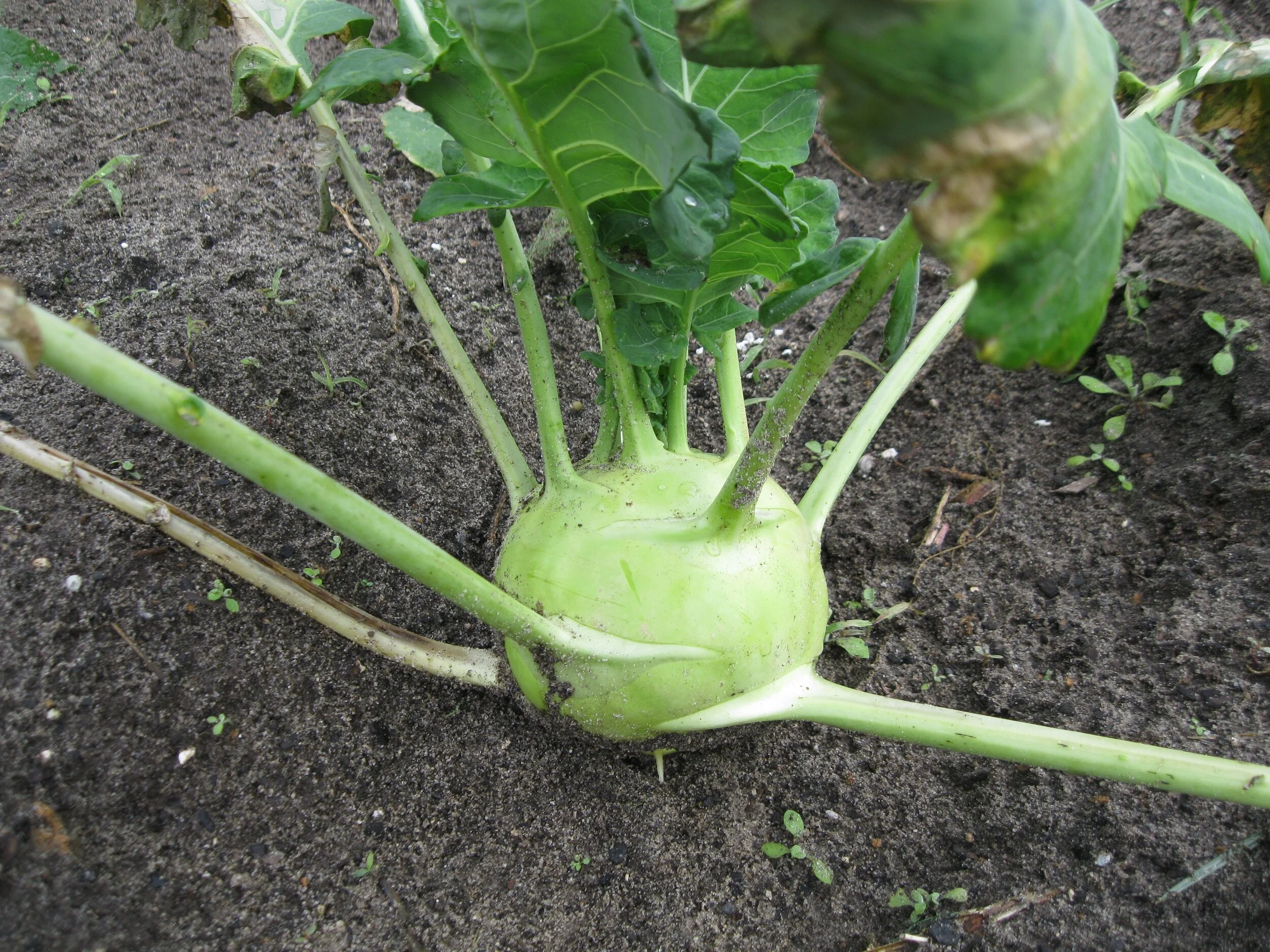 The edible portion of Kohlrabi is the enlarged stem. Photo by Barb Henny