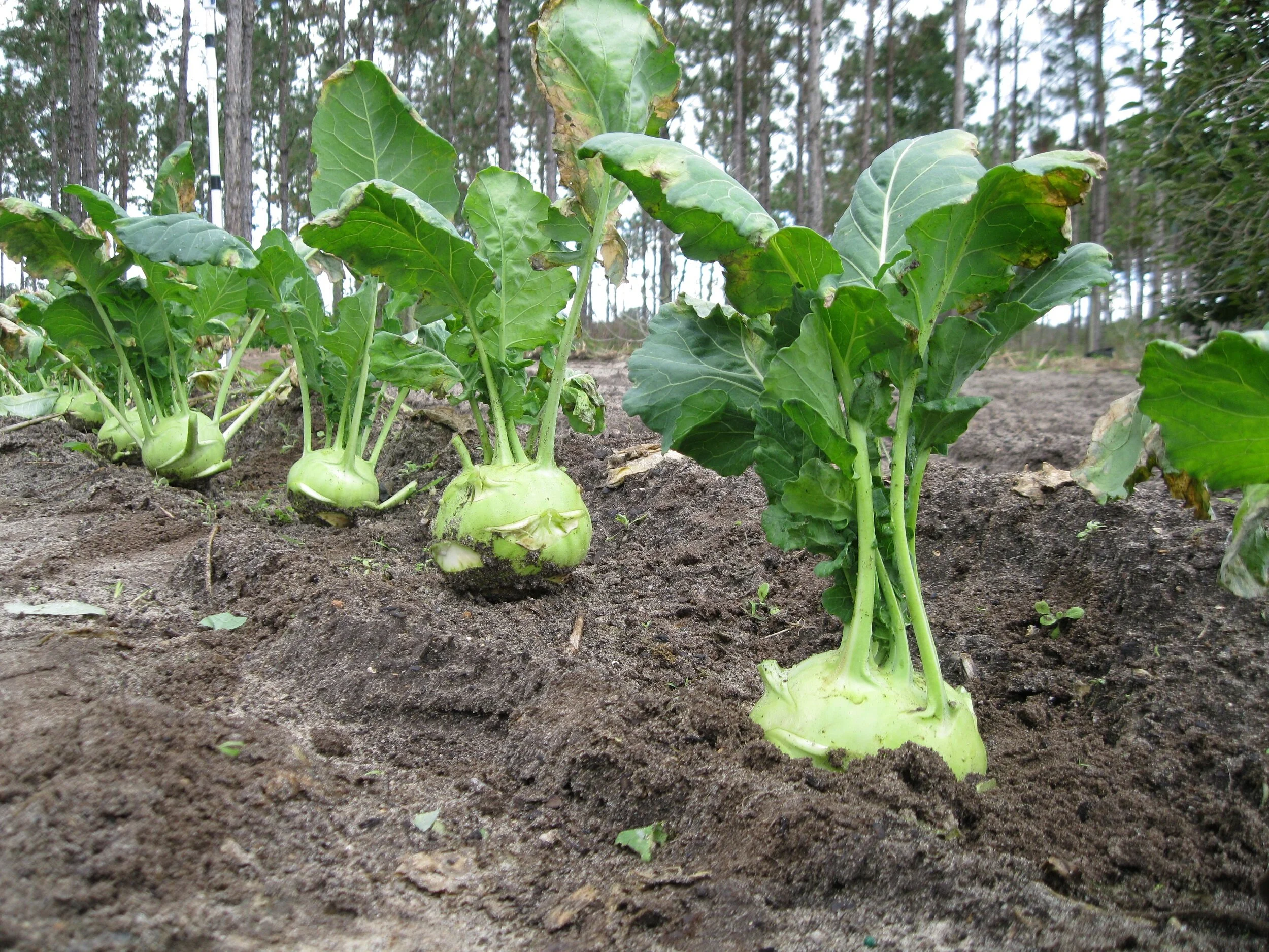 All Florida growing zones can plant a crop of Kohlrabi in November. Photo by Barb Henny