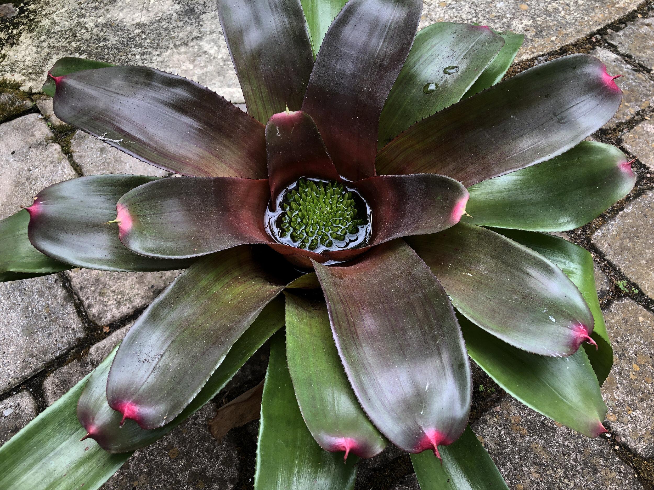 Neoregelia (Bromeliad family). Photo by Jenny Zoe Casey