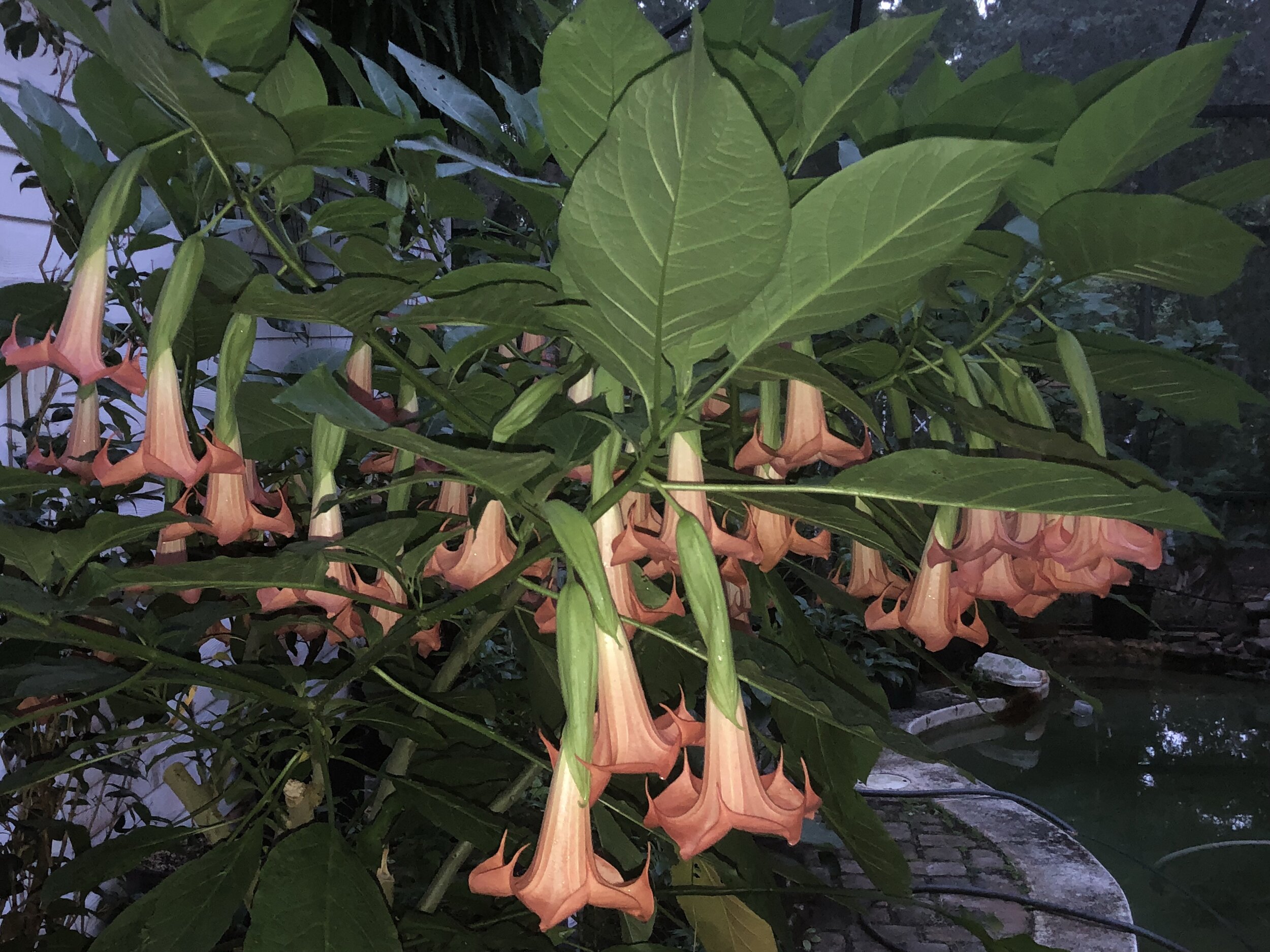 Brugmansia (Angel’s Trumpet), at dusk. Photo by Jenny Zoe Casey