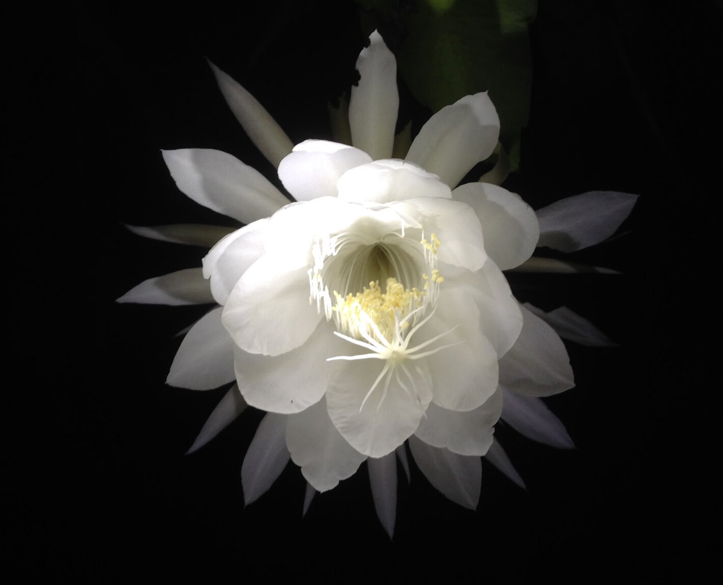 cereus.jpg
