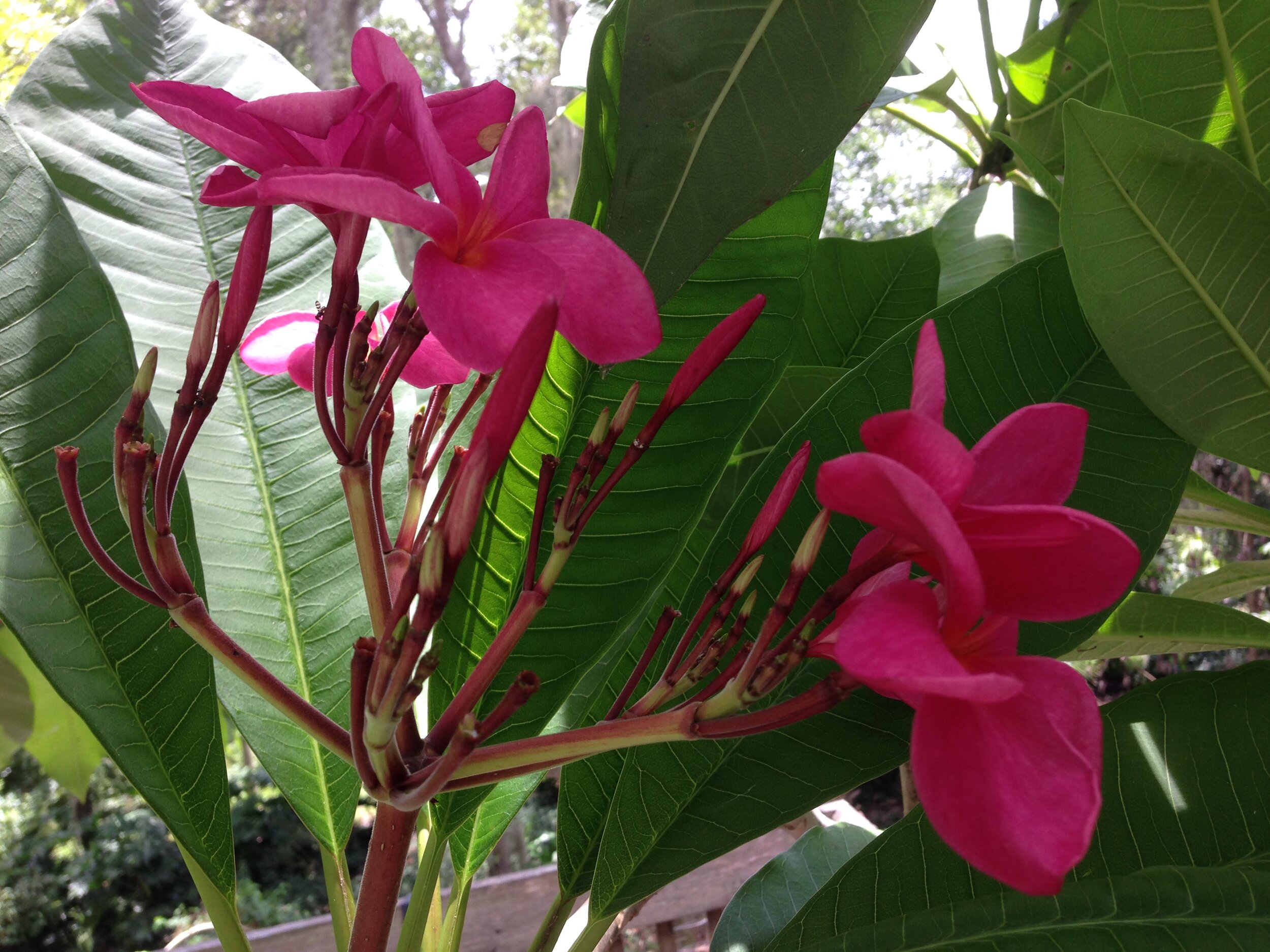 plumeria.jpg