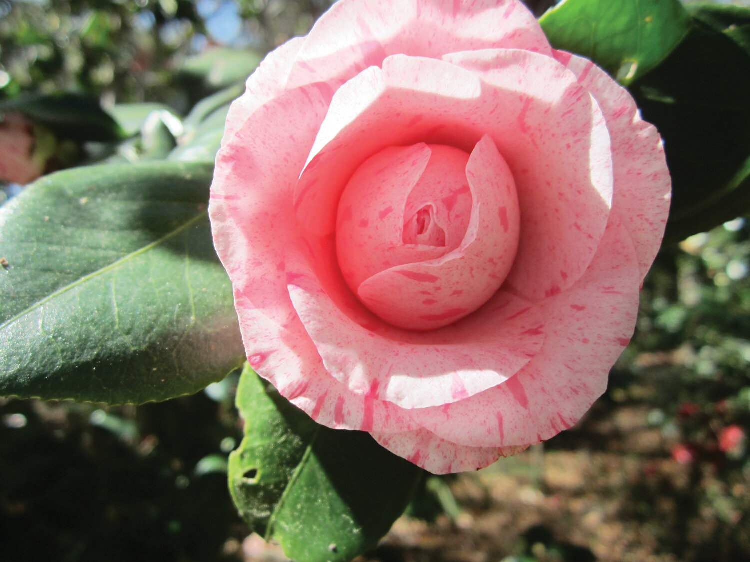 With their lovely blooms, camellias are sometimes called “queen of the winter garden.” Photo by Mary Adams