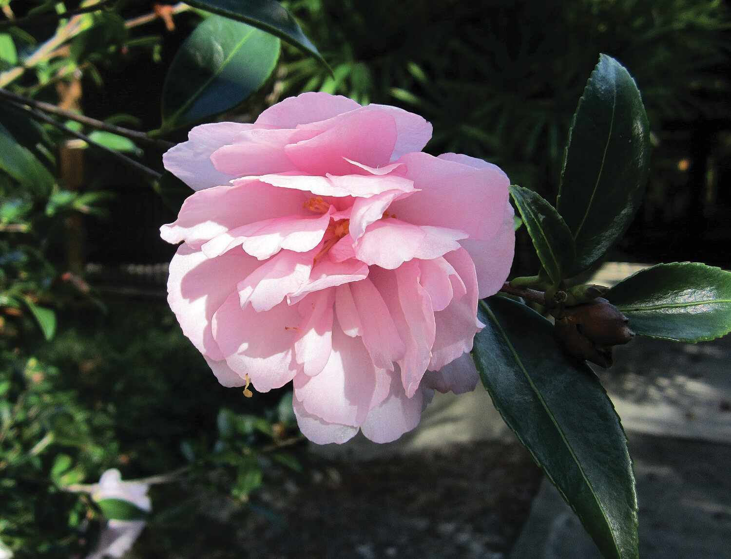 C. Japonica flowers often grow as doubles, triples or even tight clusters. Photo by Mary Adams