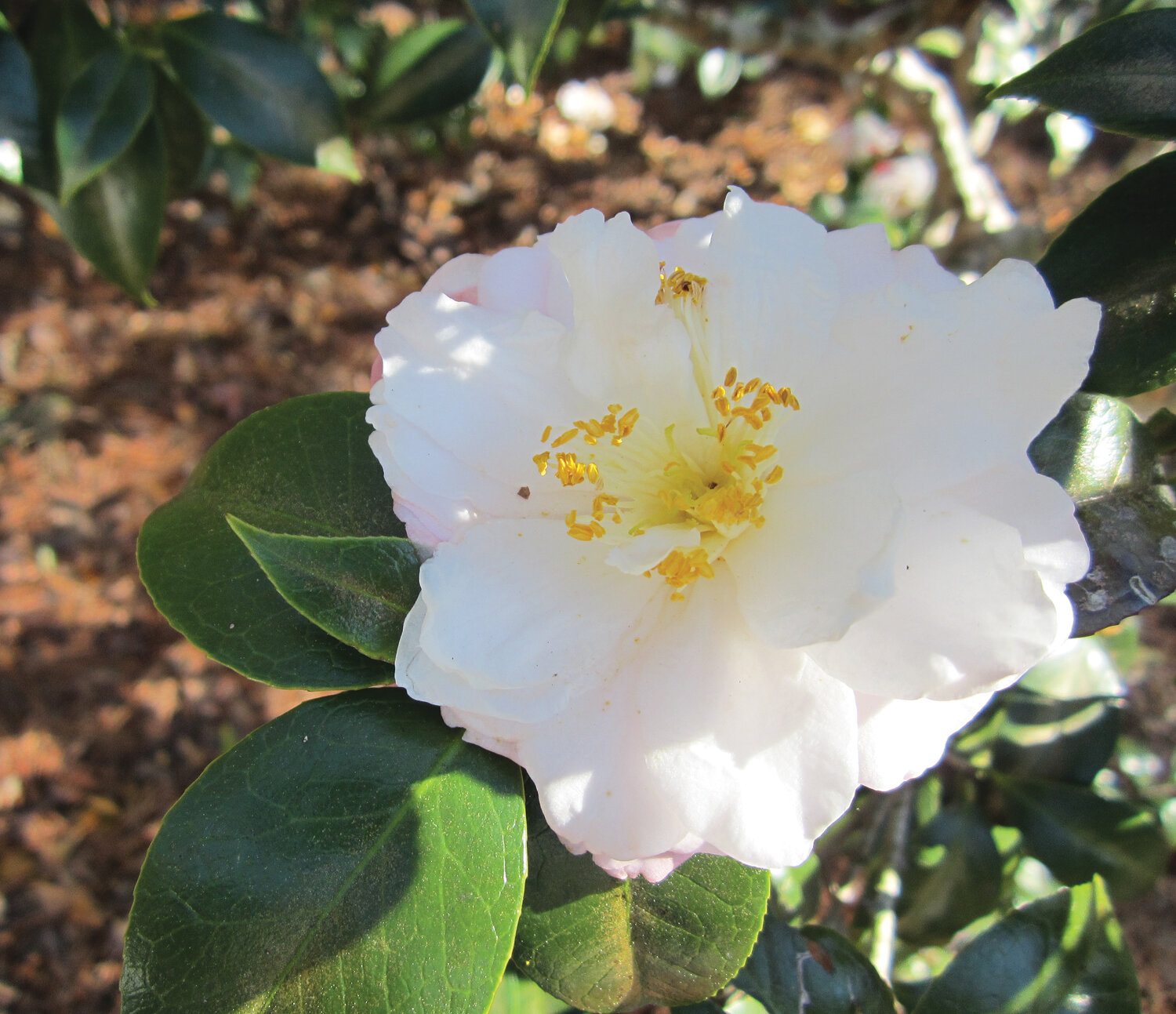 Now is a good time to plant these beauties. Choose a partially-shaded site with good air circulation. Photo by Mary Adams