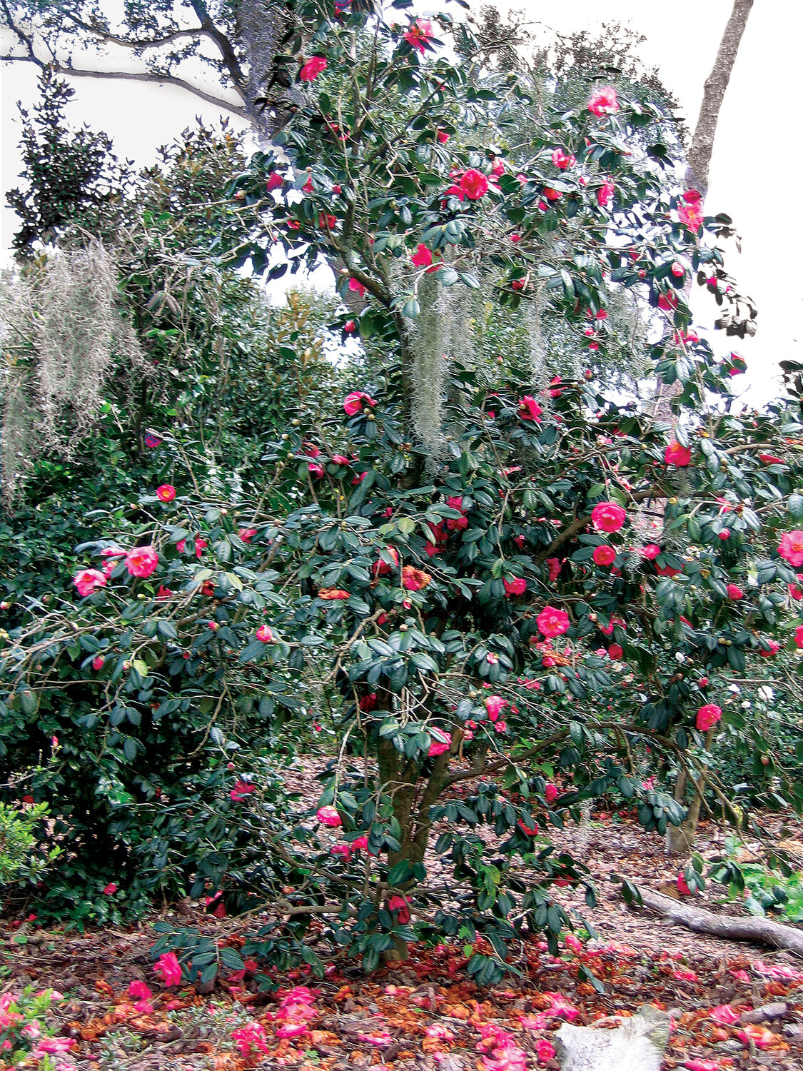 This will brighten a drab winter landscape! Photo by Mary Adams