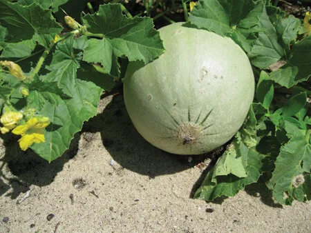 Florida is a great place to grow cantaloupe. Photo by Barb Henny