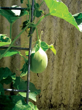 Cantaloupes can be grown on a trellis to save space. Photo by Barb Henny