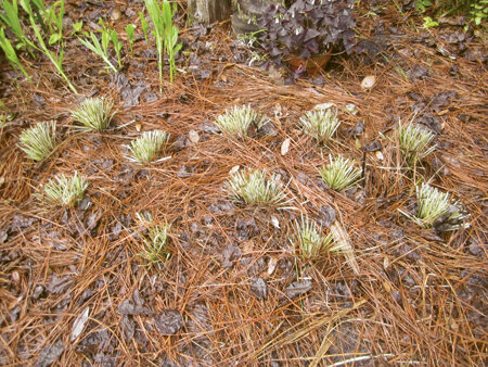 From just one plant came enough to make the desired impact in the landscape. Photo by Marie Harrison