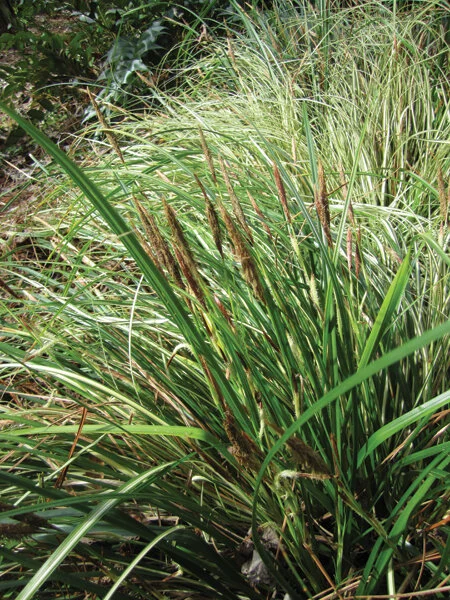 Variegated plants may revert back to a more vigorous solid green form. Photo by Marie Harrison