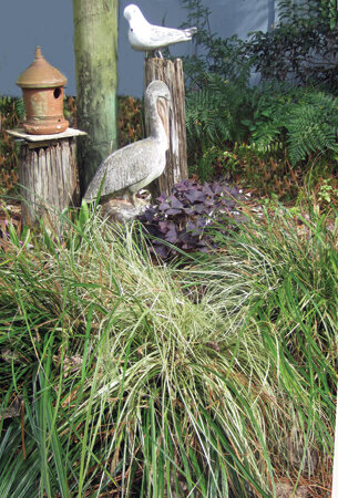 A sizable clump of Japanese sedge can be divided for new plants. Photo by Marie Harrison