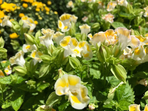 Yes, clown flowers even come in white and yellow these days! Photo by Tom Hewitt