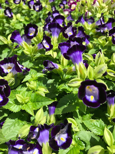 Torenias make good substitutes for pansies during the summer months.  Photo by Tom Hewitt