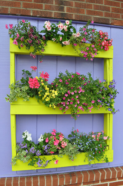 Cascading torenias are great for containers, like those in this pallet planter.    Photo by Tom Hewitt
