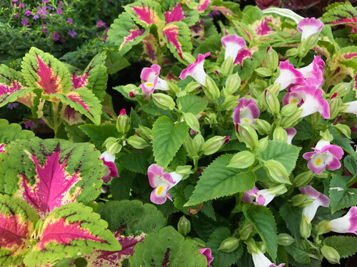 Torenias are good companions for other shade-lovers, like coleus.   Photo by Tom Hewitt