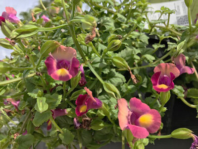 Newer cascading varieties have larger flowers.  Photo by Tom Hewitt
