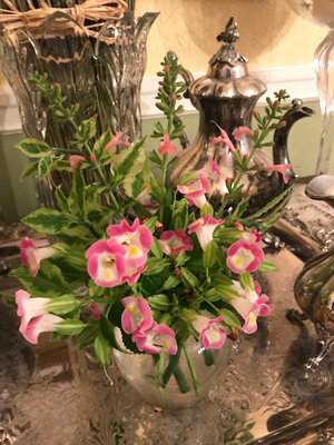 Torenias make good cutting flowers for small arrangements.   Photo by Tom Hewitt