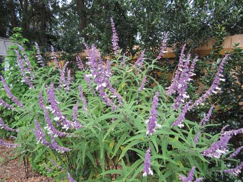 Mealy cup sage is a trouble-free, dependable bloomer that grows to approximately 3 feet tall by 2 feet wide. Photo by Mary Adams