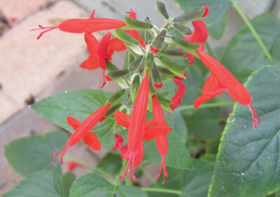 Native tropical sage is a bit of a wild child in the garden, spreading seed far and wide. Photo by Mary Adams
