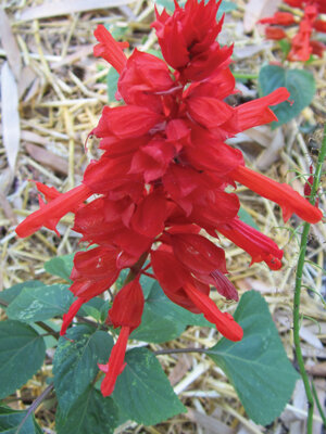 New cultivars of scarlet sage turn up often. This is ‘Van Houttei”. Photo by Mary Adams