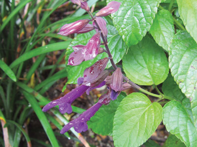 ‘Brazilian Purple’ is another reliable salvia for Florida gardens. Photo by Mary Adams