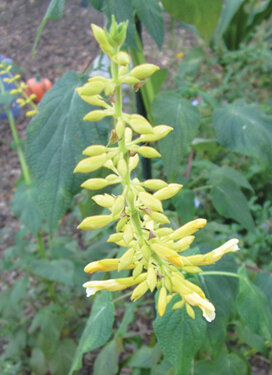 Forsythia sage will bloom from late August to frost. Photo by Mary Adams