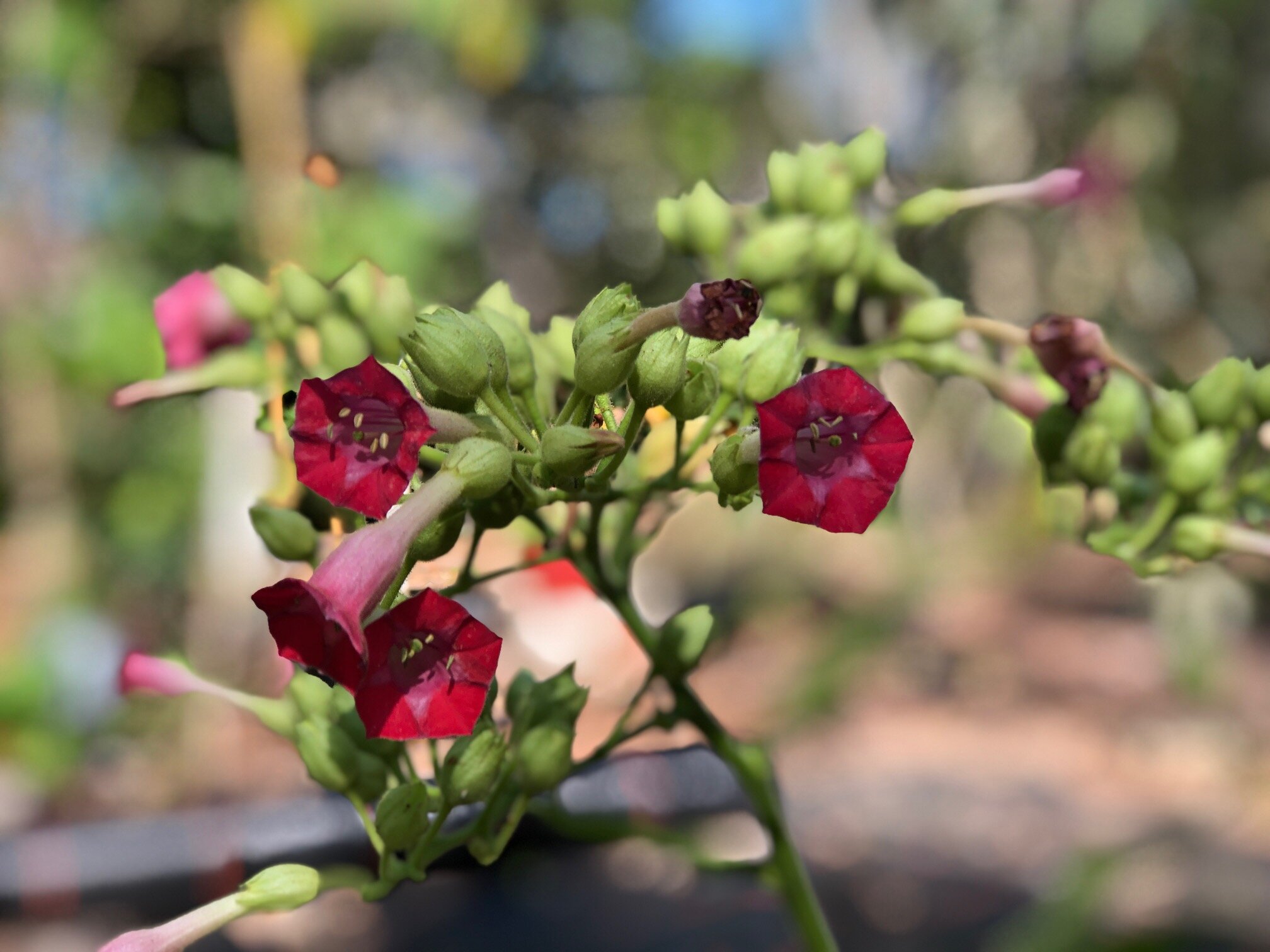 Tobacco flower (Nicotiana tabacum). Photo by Jenny Zoe Casey