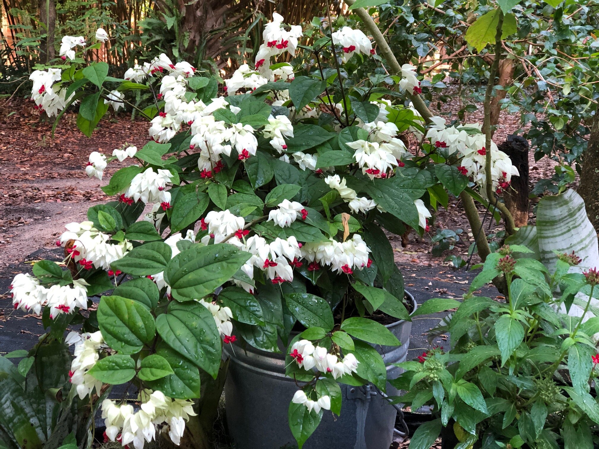 ‘Bleeding Heart’ clerodendrum. Photo by Jenny Zoe Casey