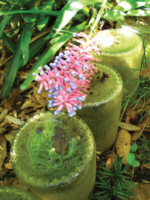 Matchstick bromeliads (Aechmea gamosepala) make a hardy ground cover. Photo by Ana Eire