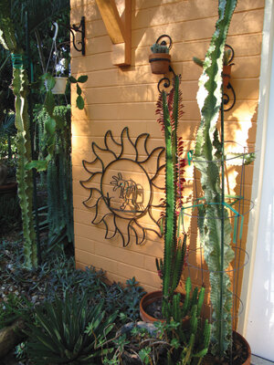 Judy has an amazing collection of succulents.  Photo by Ana Eire
