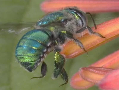 Orchid bee (Euglossa viridissima).  Photo by Karinluise Calasant