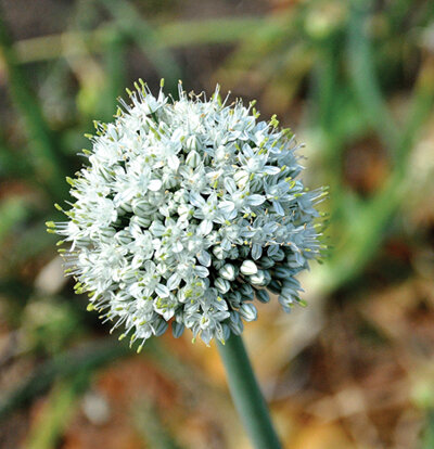 How did plant breeders work with such tiny flowers? Photo by Barb Henny