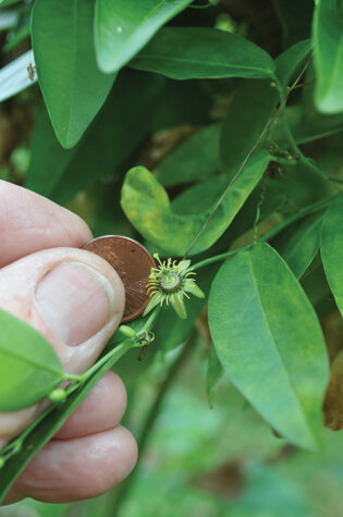 Corkystem flowers are tiny, but butterflies love the leaves. Photo by Tom Hewitt