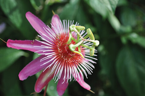 ‘Anastasia’ has rose-pink petals and white-tipped filaments. Photo by Tom Hewitt