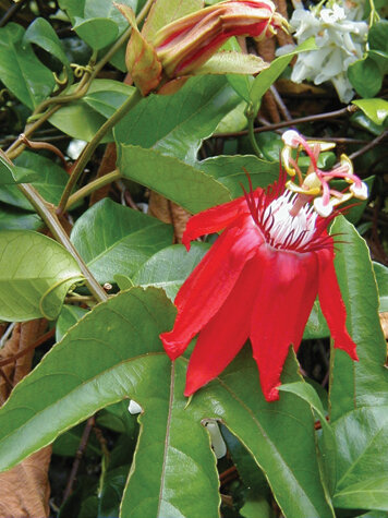 Crimson passion flower (P. vitifolia) might be harmful to native butterflies. Photo by Tom Hewitt