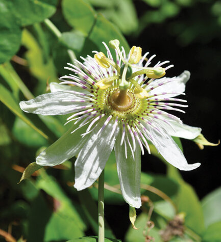Pineland passion flower is one of our showiest native species. Photo by Tom Hewitt