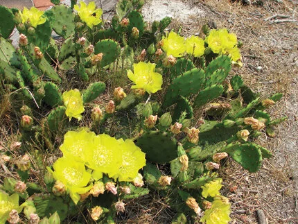 Prickly pear flowers are so lovely they can lure you to your doom.  Photo by Gretchen F. Coyle
