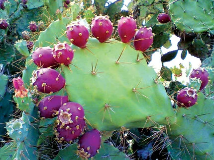 The pad (nopal) is treated like a vegetable, while the pear (tuna) is eaten like a fruit. Photo by Gretchen F. Coyle