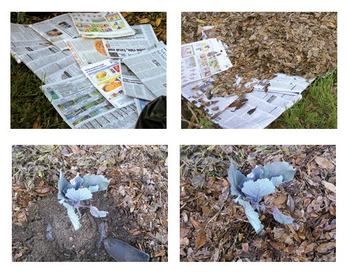 A quick way to lose a lawn is to spread newspapers over it and cover with mulch. You can plant the same day.  Photo by Monica Brandies