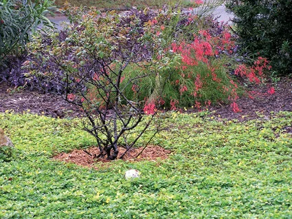 Ornamental peanut makes a good substitute for grass — with charming flowers as a plus.  Photo by Monica Brandies.