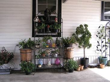 It is easy to care for plants that are in a handy place, such as this breezeway between the house and shed.  Photo by Monica Brandies