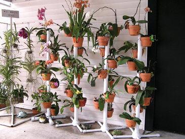 Here’s a fun and unique way to display an orchid collection.  Photo by Monica Brandies