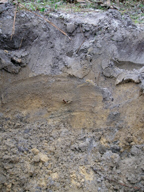 A gray-colored layer of Myakka soil sits atop the golden sand of an ancient dune.  Photo by Dotti Hydue