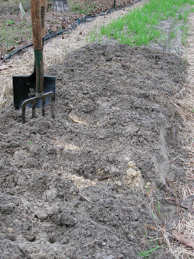 Even after 8 years of soil amendments, yellow sand still surfaces in this bed.  Photo by Dotti Hydue