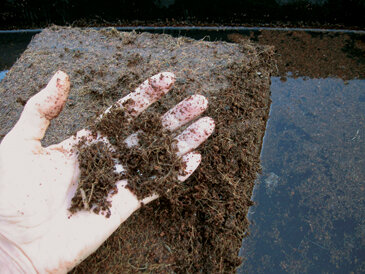 Coir’s spongy texture retains and releases water and nutrients over an extended time period.  Photo by Dotti Hydue