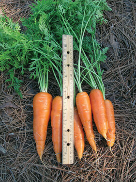 Tiny carrot seeds sprout easily and the roots grow to maximum size in sandy soil.  Photo by Dotti Hydue