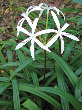 Crinum erubescens, with its reddish stem, grows happily in garden soil.  Photo by Marie Harrison