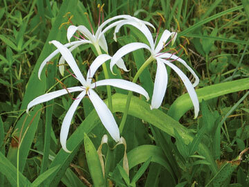 Our native green-stemmed swamp lily needs to grow in water.  Photo by Marie Harrison