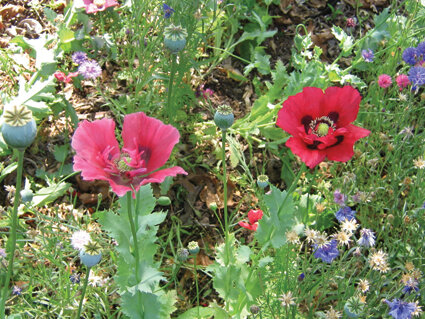 Poppies are a north Florida favorite.  Photo by Mary Adams